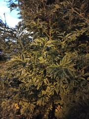 Sambucus nigra