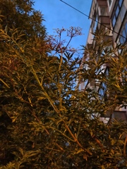 Sambucus nigra