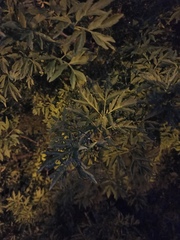 Sambucus nigra