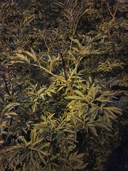 Sambucus nigra