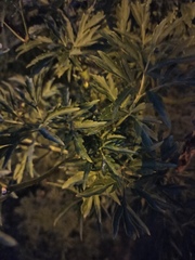 Sambucus nigra