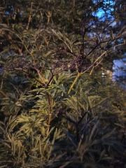 Sambucus nigra