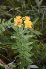 Hypericum swinkianum