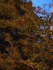 Sambucus nigra