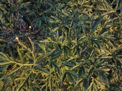 Sambucus nigra