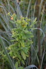 Hypericum swinkianum