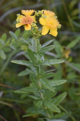 Hypericum swinkianum