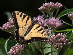 Papilio canadensis × glaucus