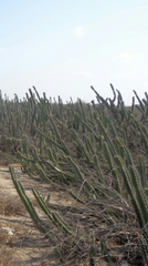 Stenocereus standleyi