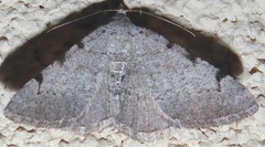 Digrammia triviata