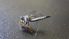 Neomochtherus pallipes