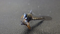 Neomochtherus pallipes