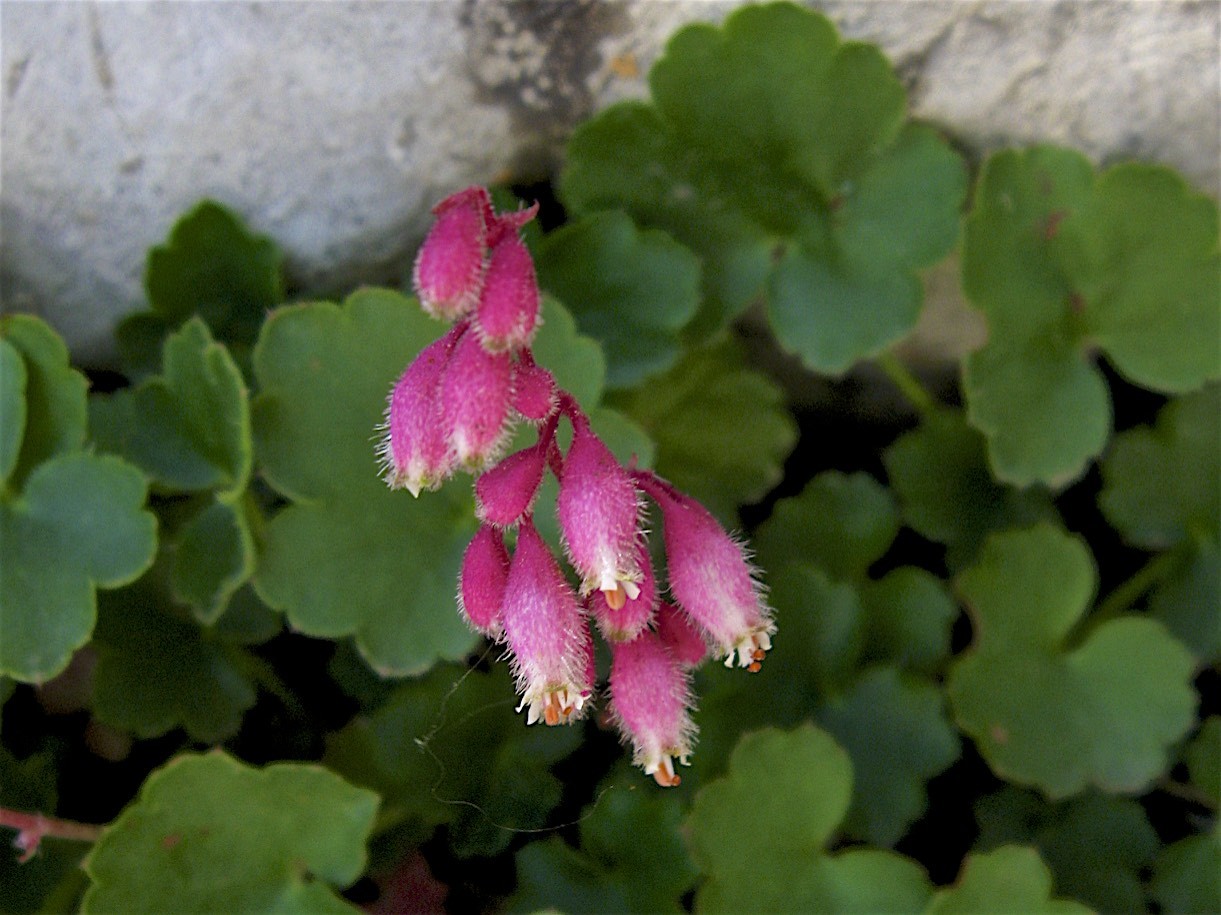 Heuchera pulchella