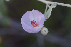 Malacothamnus niveus