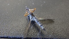 Neomochtherus pallipes