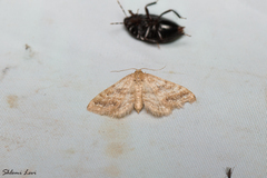 Idaea inclinata