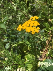 Tanacetum vulgare