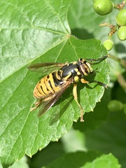 Spilomyia alcimus