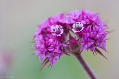 Chorizanthe