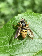 Spilomyia alcimus