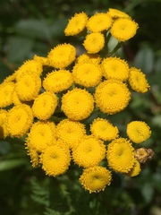 Tanacetum vulgare