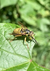 Spilomyia alcimus