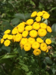 Tanacetum vulgare