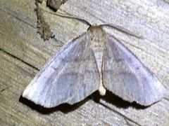 Metarranthis obfirmaria