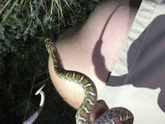 Arizona elegans elegans