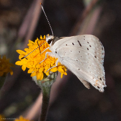 Tharsalea xanthoides