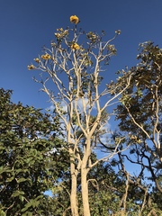 Tabebuia aurea