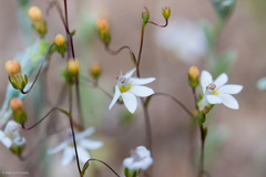 Nemacladus secundiflorus