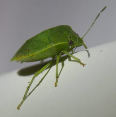 Acrosternum millierei