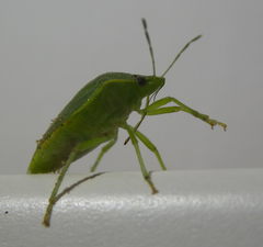 Acrosternum millierei