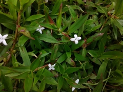 Diodia
