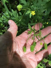Ranunculus pensylvanicus