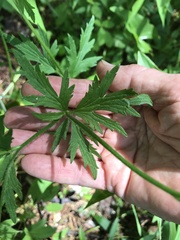 Ranunculus pensylvanicus