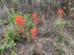 Castilleja subinclusa