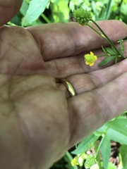 Ranunculus pensylvanicus