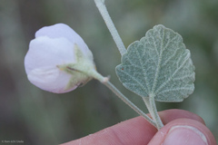 Malacothamnus niveus