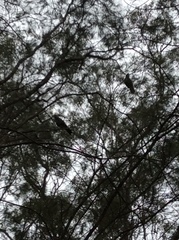 Calyptorhynchus lathami