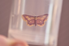 Idaea muricata