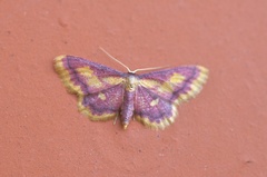 Idaea muricata