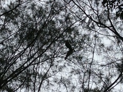 Calyptorhynchus lathami