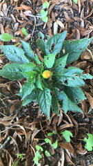 Solanum pseudocapsicum