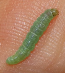 Cacoecimorpha pronubana