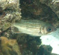 Neoniphon vexillarium