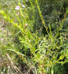 Lythrum alatum image