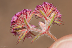 Chorizanthe