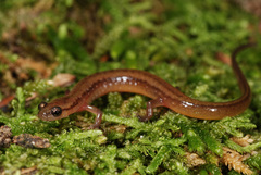 Eurycea multiplicata